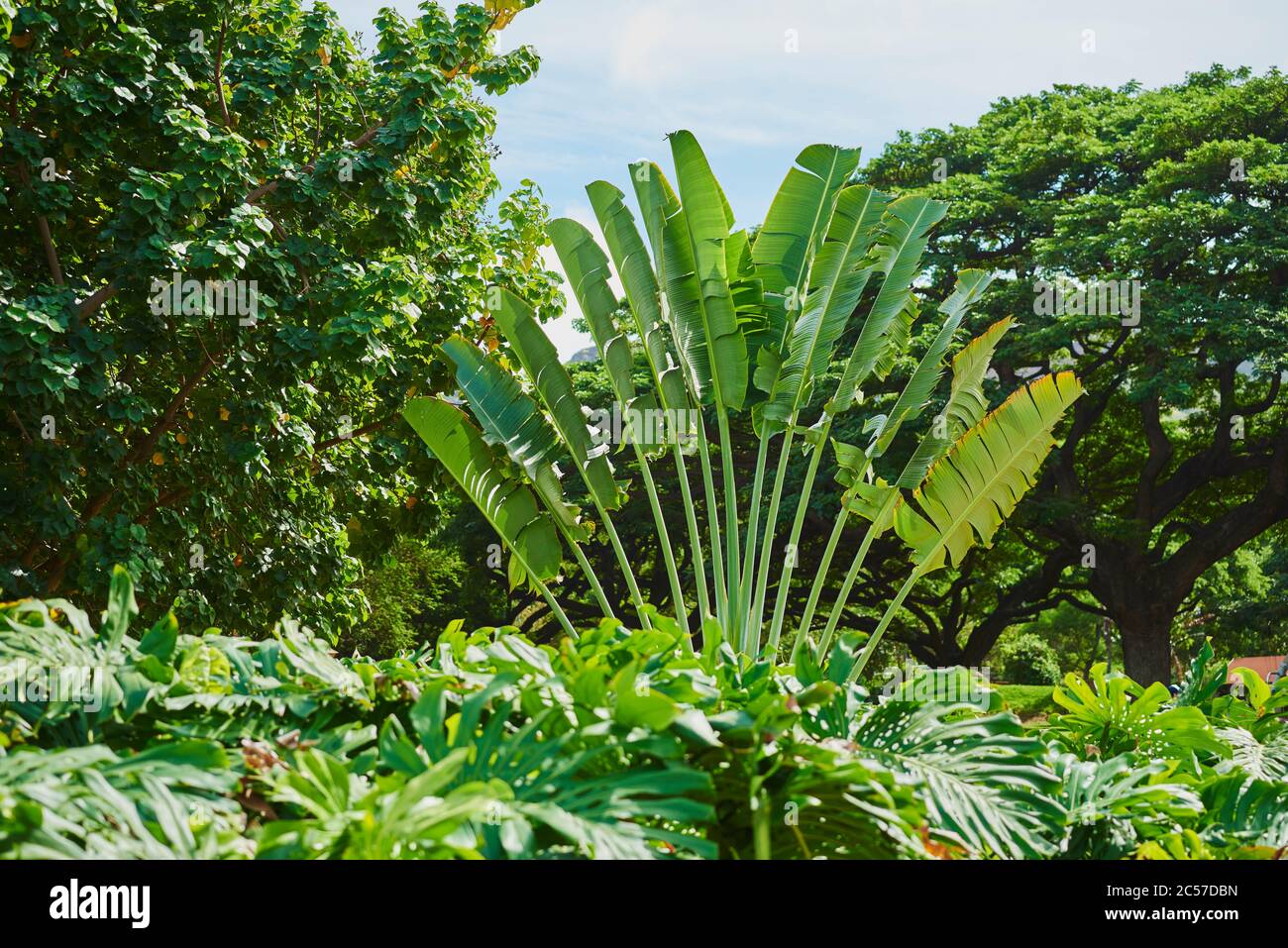 Gros plan de Traveler's Tree (Ravenala madagascariensis), espèce rare d'un palmier à feuilles, Hawaii, Aloha State, États-Unis Banque D'Images