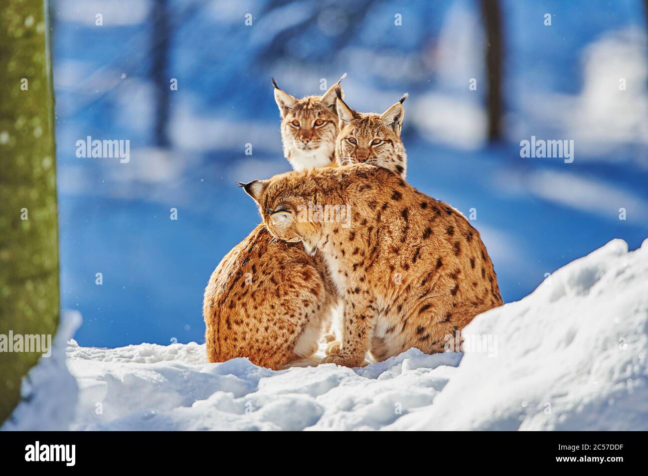 Lynx européen (Lynx lynx) en hiver, Parc national de la forêt de Bayernn, Bayern, Allemagne Banque D'Images