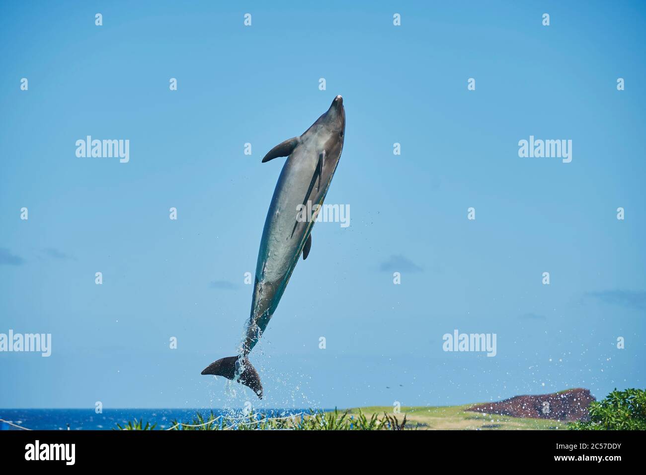 Grand dauphin, Tursiops truncatus, saut latéral, île hawaïenne d'Oahu, Hawaï, État d'Aloha, États-Unis Banque D'Images