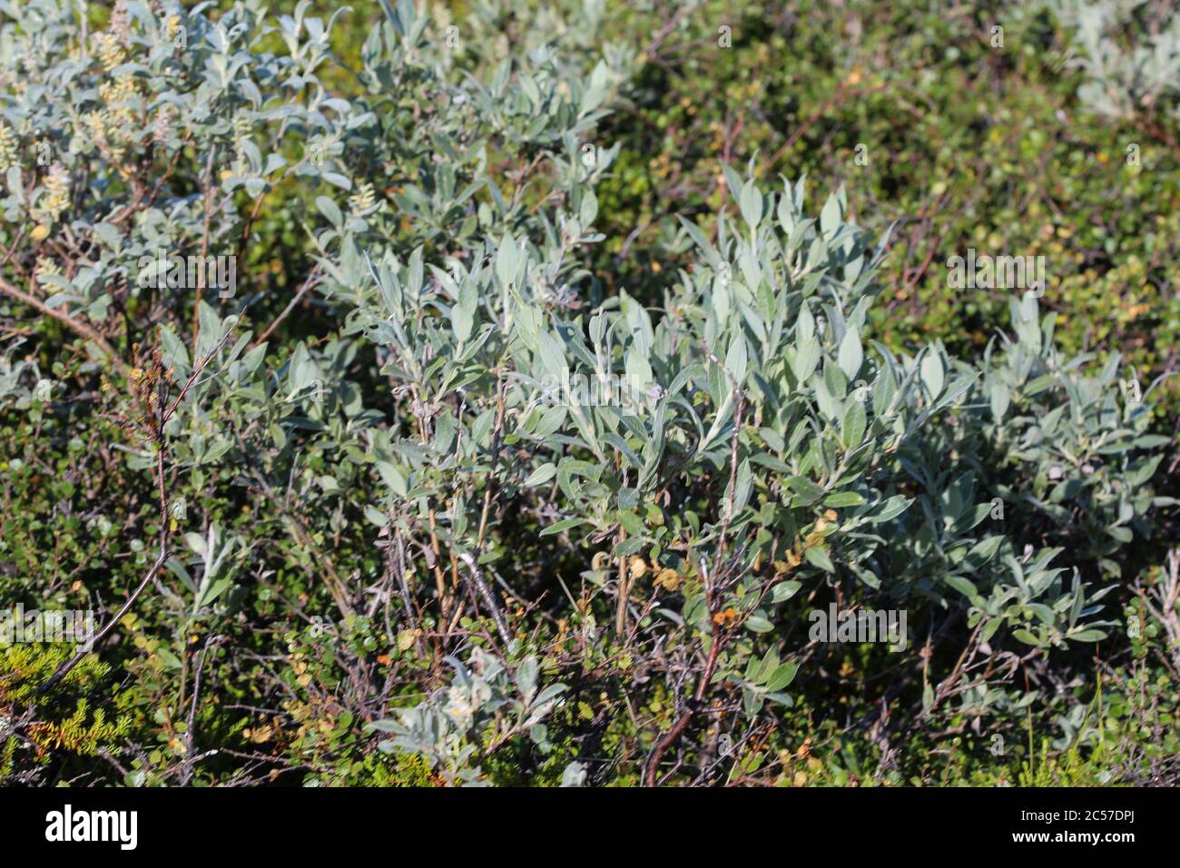 Gros plan de Salix laponum, le saule en aval de la toundra arctique Banque D'Images