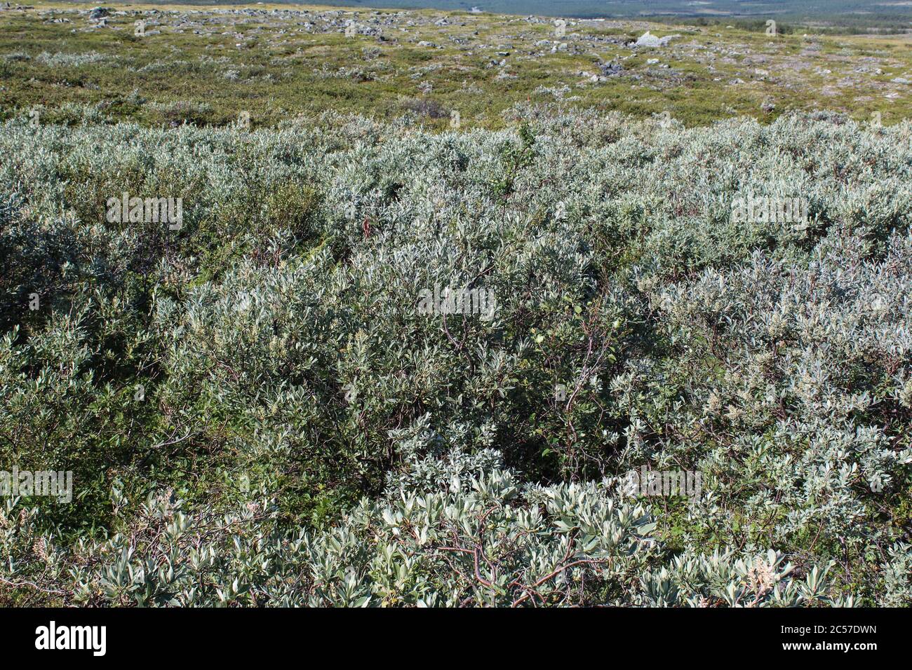 Gros plan de Salix laponum, le saule en aval de la toundra arctique Banque D'Images