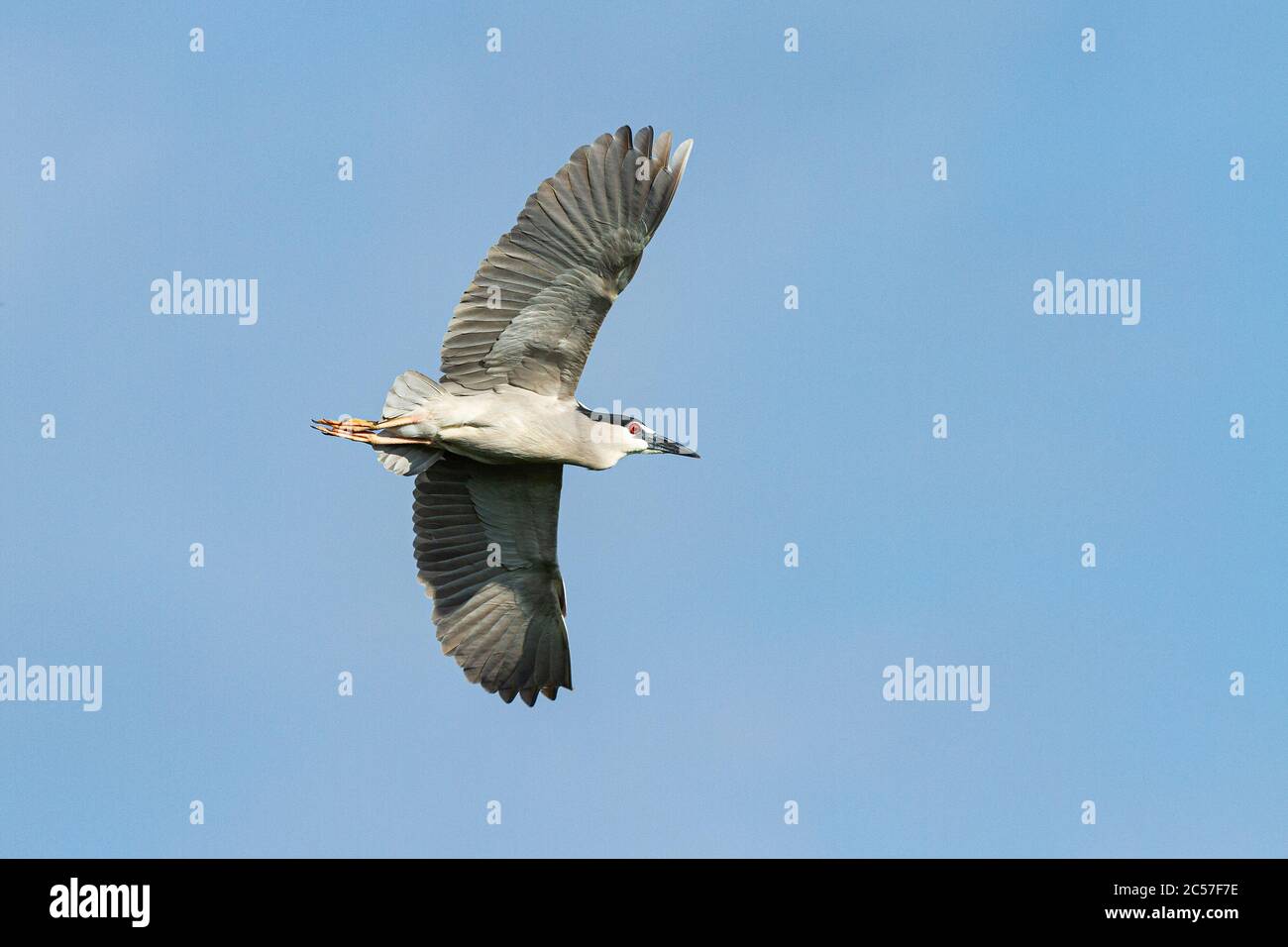 Héron de nuit à couronne noire (Nycticorax nycticorax) en vol Banque D'Images