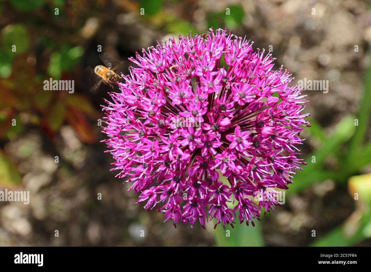 Abeille sur Allium Violet sensation fleur Banque D'Images