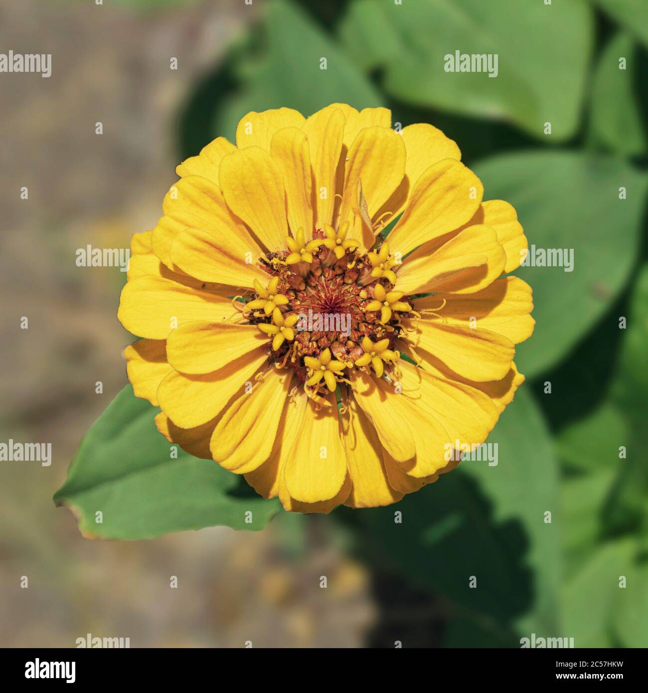 la fleur jaune dorée isolée de zinnia, semi-double, s'élève au-dessus des feuilles floues et du sol en dessous Banque D'Images