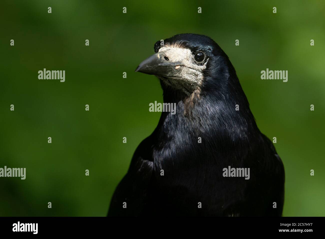 OISEAU. Rook, étude en chef, adulte, été, surrey, Royaume-Uni Banque D'Images