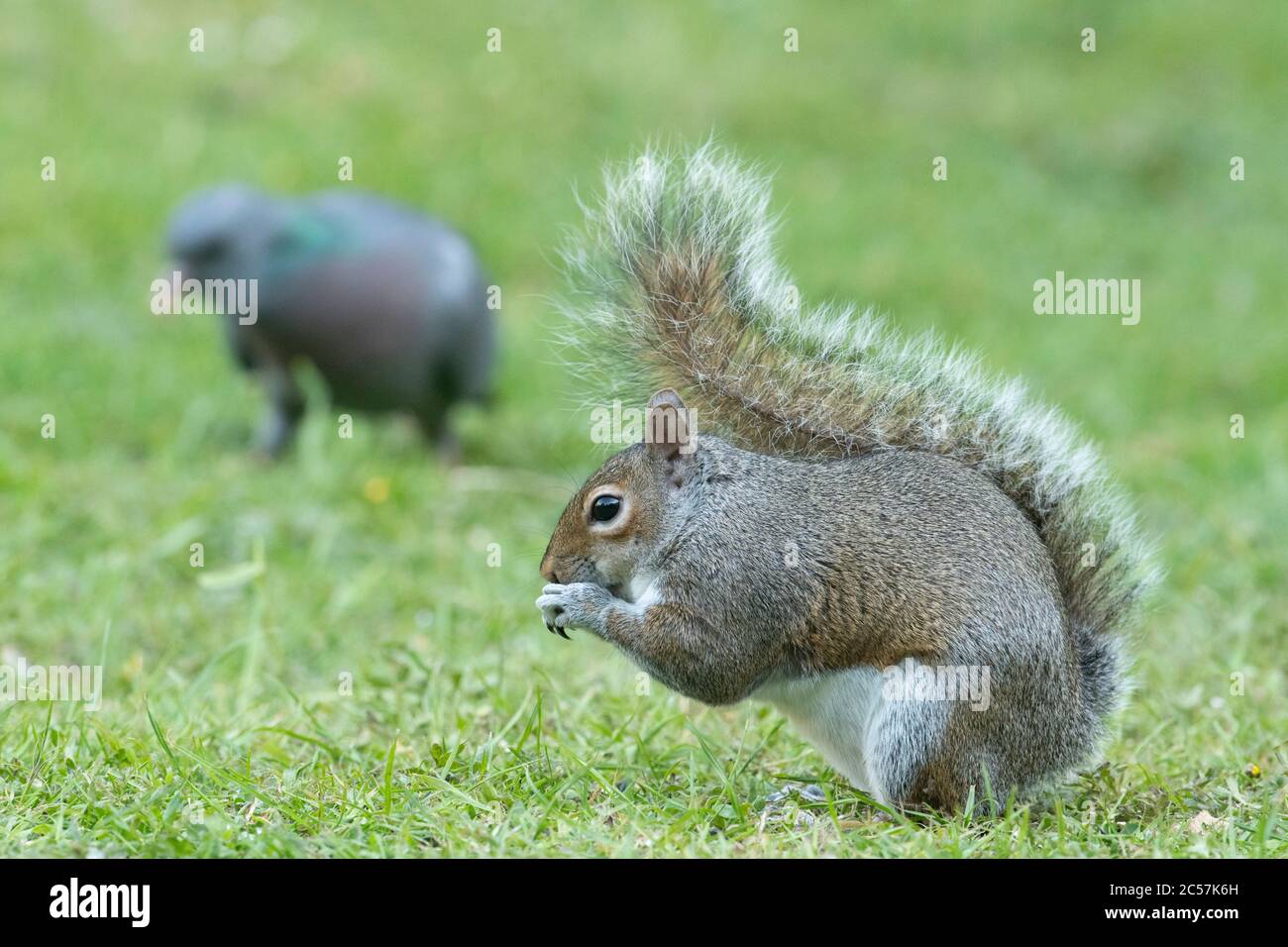 Écureuil gris se nourrissant au sol avec un stock Dove à proximité Banque D'Images