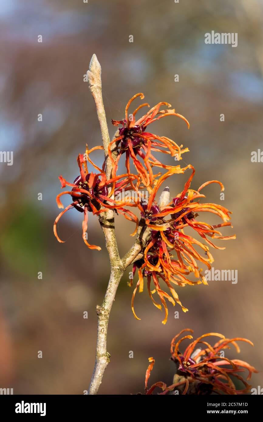 Hazel sorcière (Hamamelis) un arbuste à fleurs de printemps d'hiver rouge-orange Banque D'Images