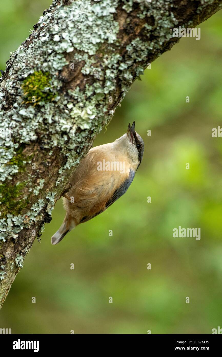 BIRD, Nuthatch sur une branche de chêne dans les bois, Surrey, Royaume-Uni Banque D'Images