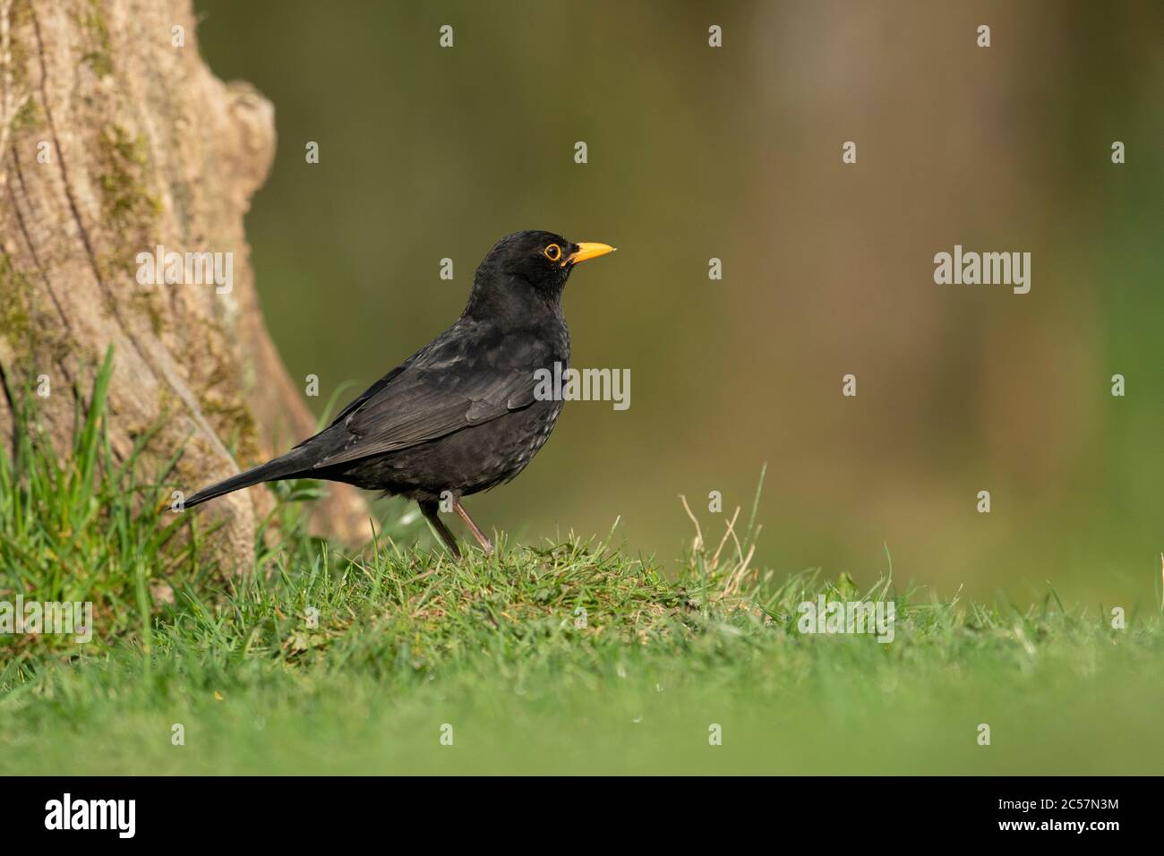 Blackbird, homme adulte au sol, dans l'herbe, été, surrey, Royaume-Uni Banque D'Images