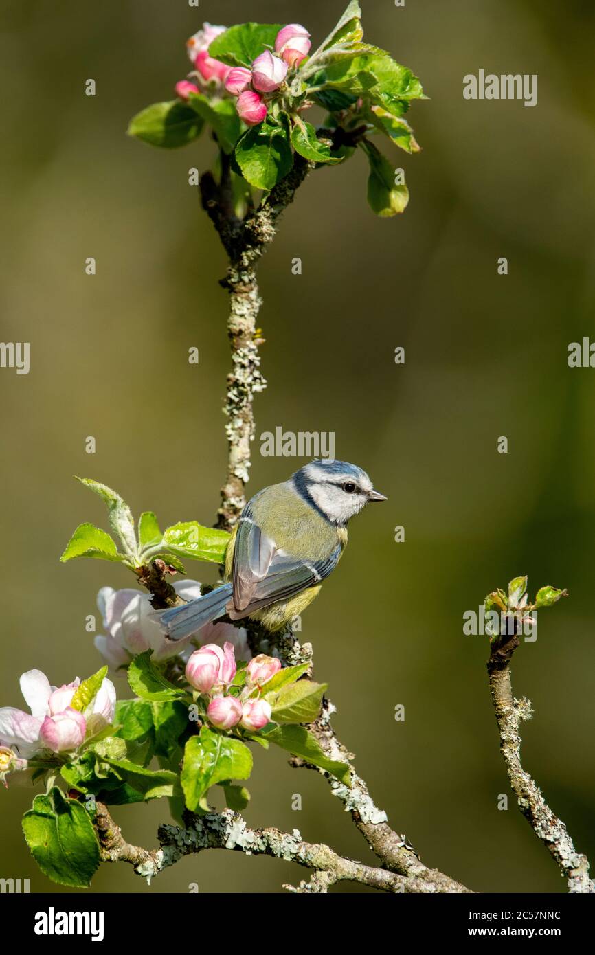 Blue Tit, adulte dans un pommier à fleurs, printemps, surrey, royaume-uni Banque D'Images