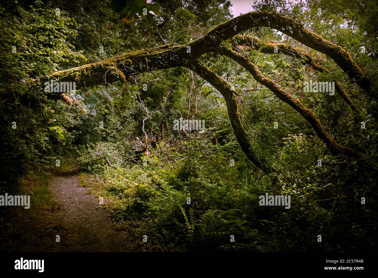 Les branches tordues et ronlées des arbres tombés dans les bois de Metha dans la vallée de Lappa, près de St Newlyn East, dans les Cornouailles. Banque D'Images