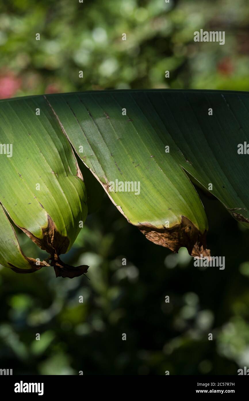 Endommagé par le vent et le gel à la feuille d'un arbre de Musa Basjoo. Usine de banane. Banque D'Images