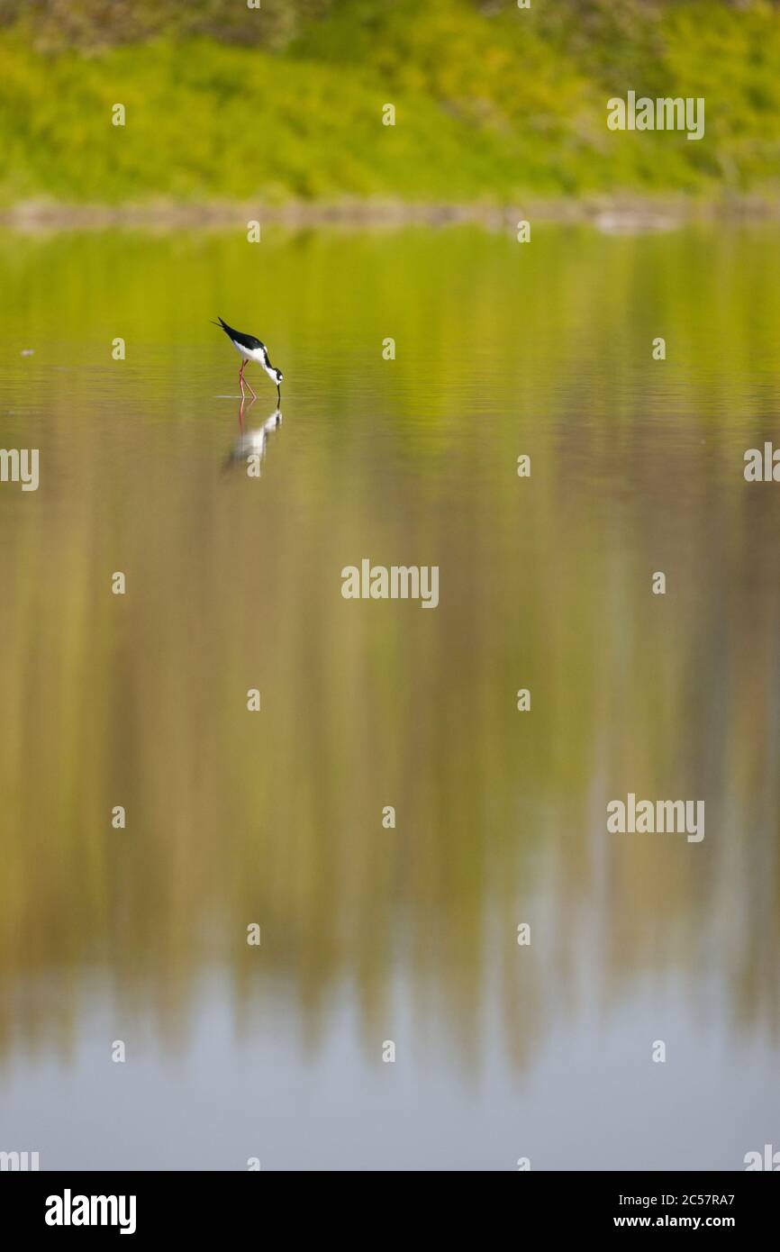 Un stilt à col noir se reflète dans l'eau calme du parc national florida everglades, Floride, États-Unis Banque D'Images