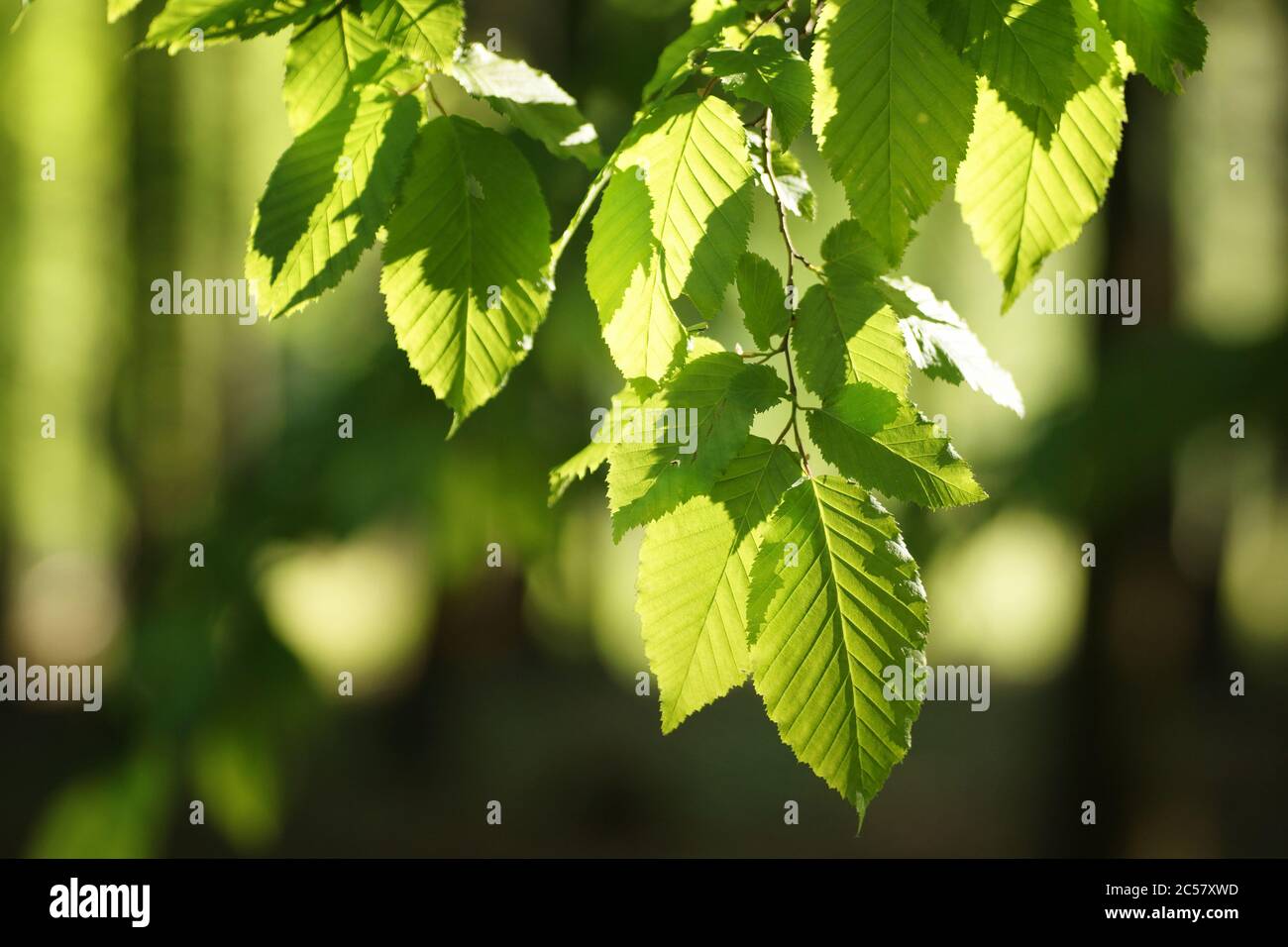 Rideau de feuilles de charme fraîches, bokeh, arrière-plan flou et espace libre Banque D'Images