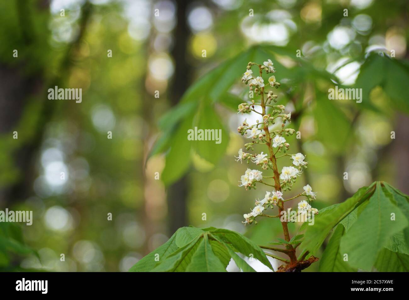 Fleurs et feuilles de châtaignes fraîches, bokeh, arrière-plan flou et espace de copie Banque D'Images