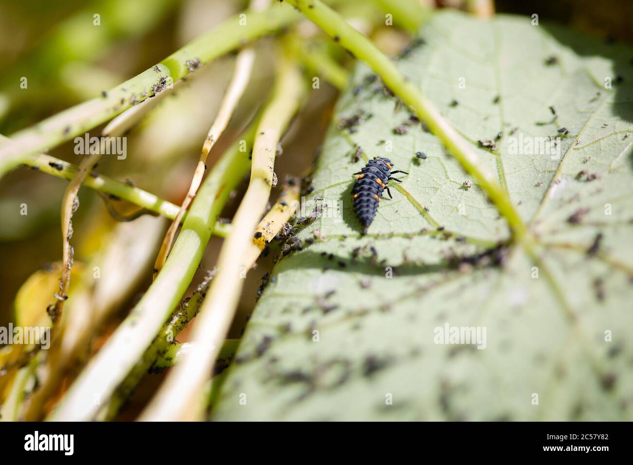 Ladybird caterpillar à la recherche d'pucerons sur les feuilles d'une usine de nasturtium dans un jardin urbain du nord de Londres, Royaume-Uni Banque D'Images