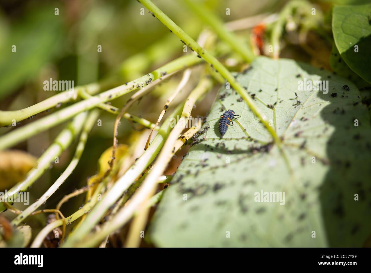 Ladybird caterpillar à la recherche d'pucerons sur les feuilles d'une usine de nasturtium dans un jardin urbain du nord de Londres, Royaume-Uni Banque D'Images