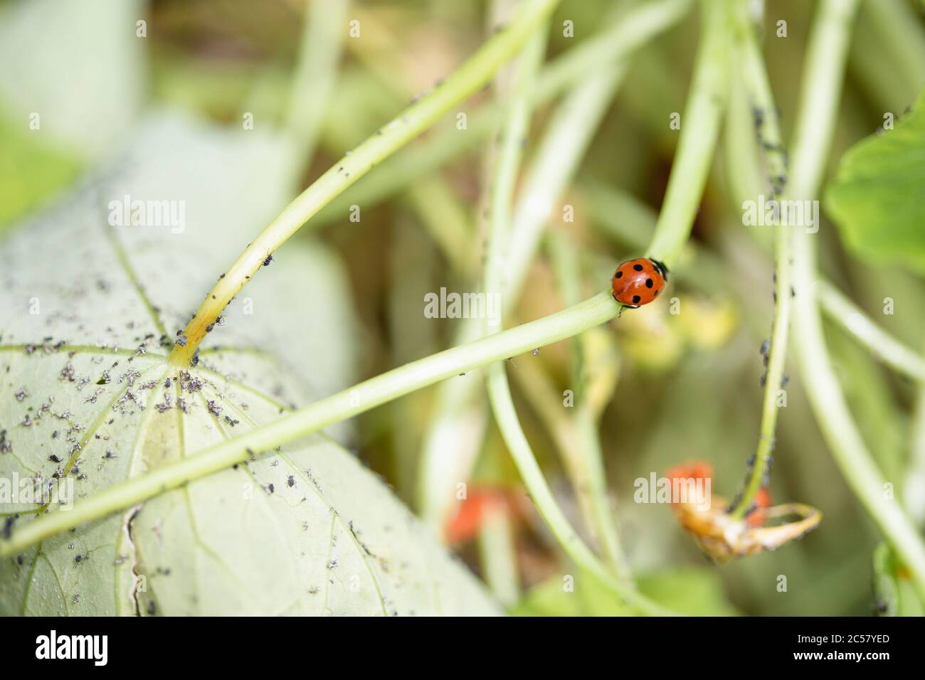 Ladybird qui s'ébayent sur la tige d'une plante de nasturtium recouverte d'aphids noirs Banque D'Images