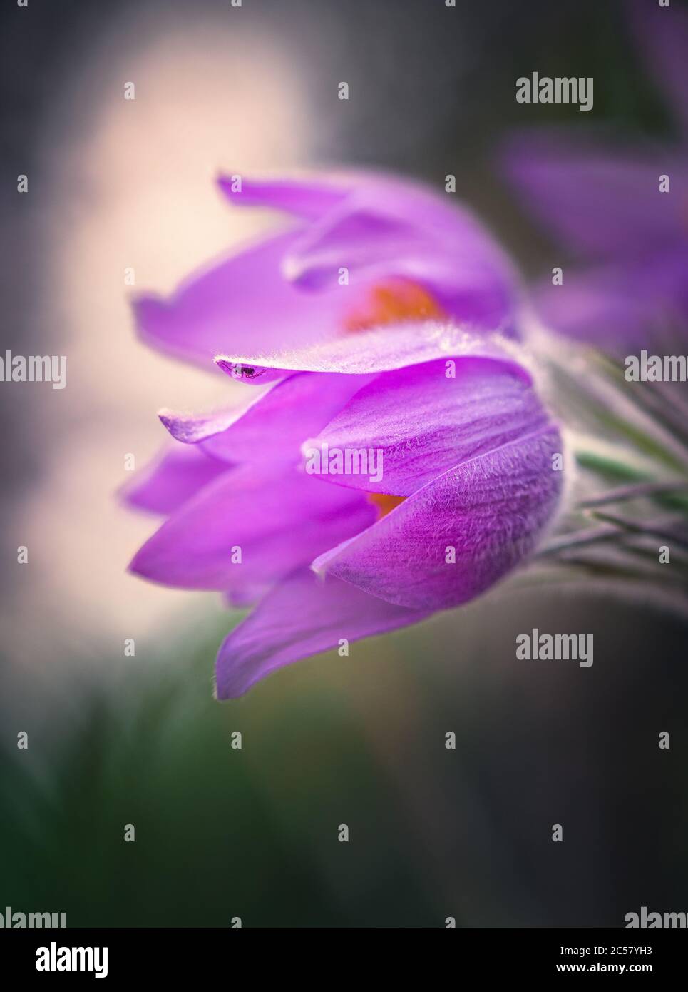 Pasqueflower avec fond de bokeh au printemps soir en Finlande. C'est très rare. Banque D'Images