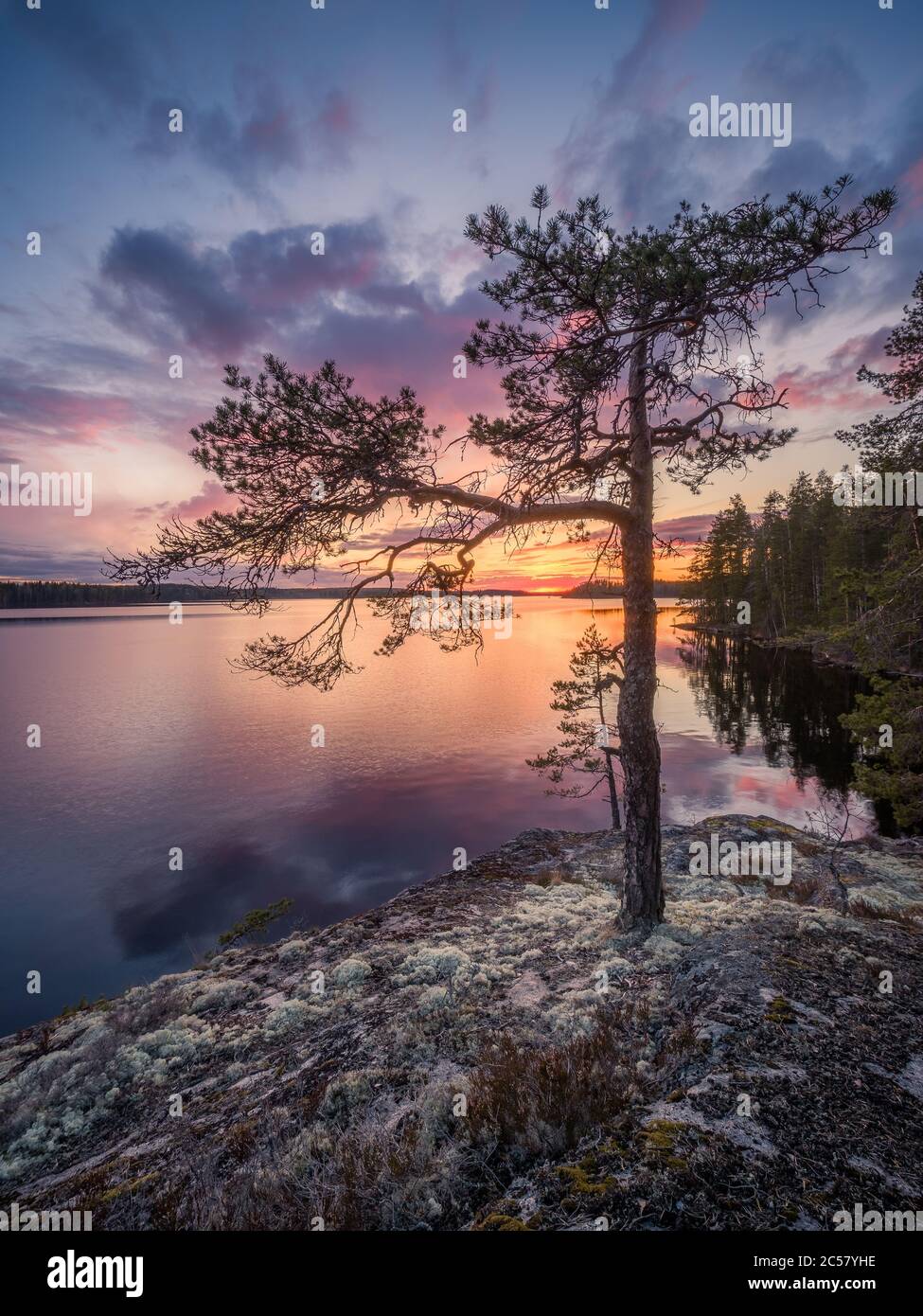 Coucher de soleil pittoresque paysage avec lac paisible et arbre en soirée d'été en Finlande Banque D'Images