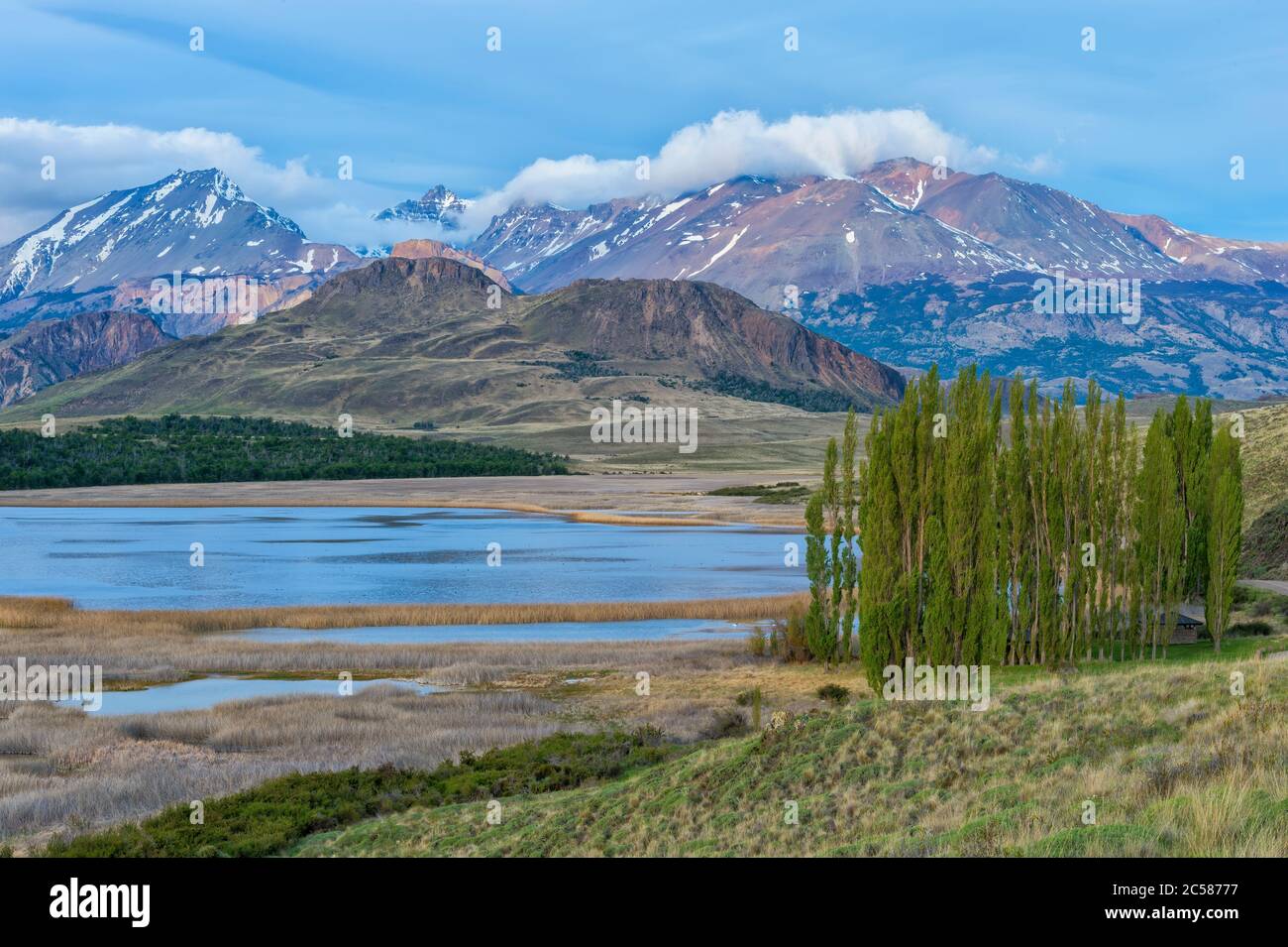 Peupliers en face des Andes, Parc national de Patagonie, vallée de Chacabuco près de Cochrane, région d'Aysen, Patagonie, Chili Banque D'Images