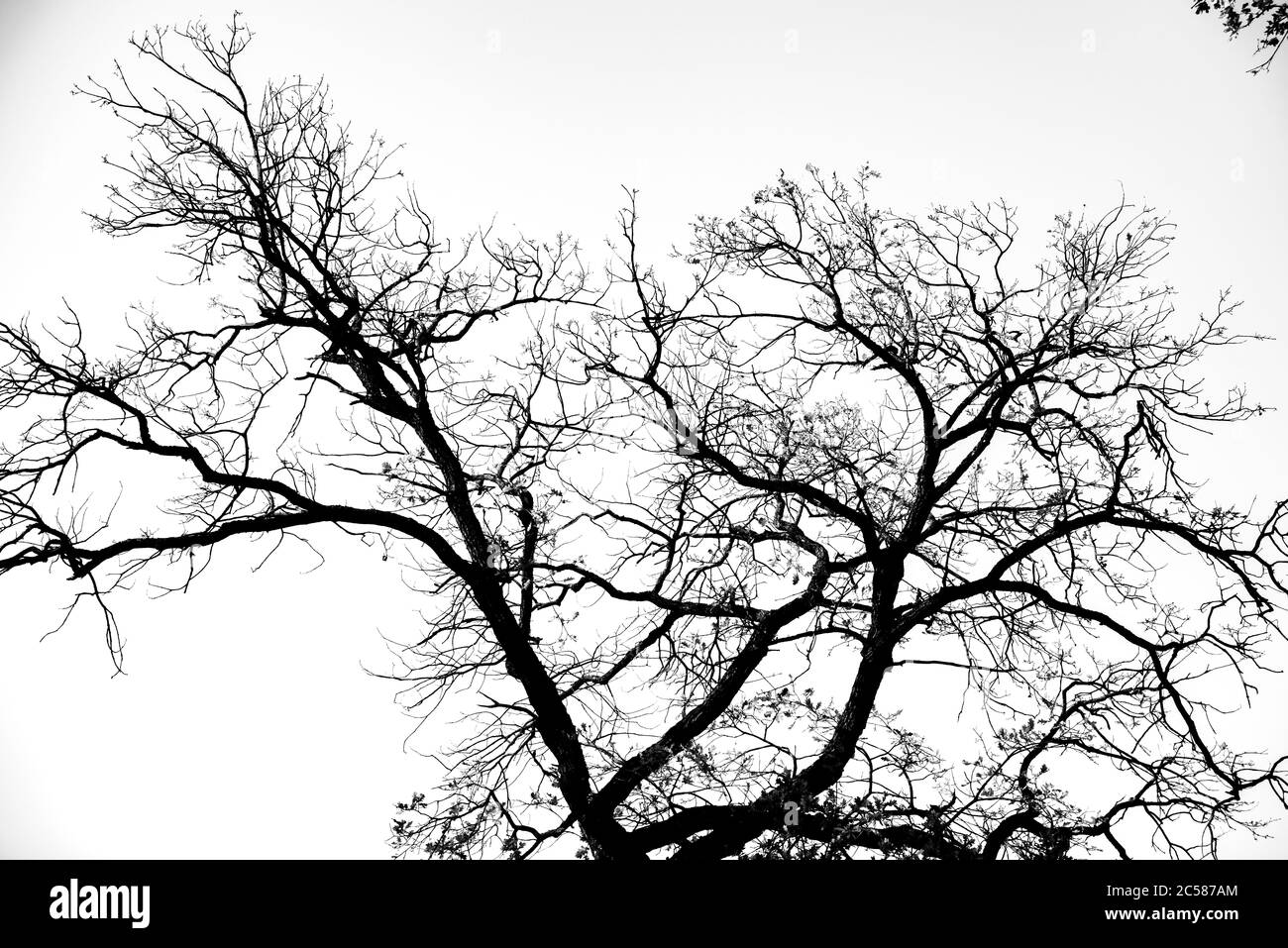 plantes et fleurs de la forêt d'arbres verts secs Banque D'Images