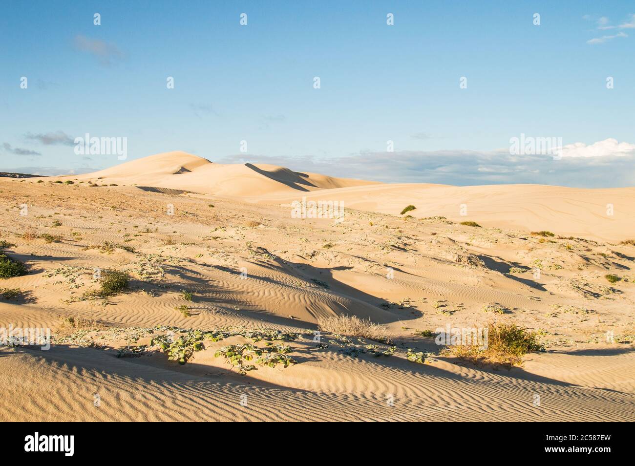 Parc national des plaines de Nullarbor dunes de sable sur la plage Banque D'Images