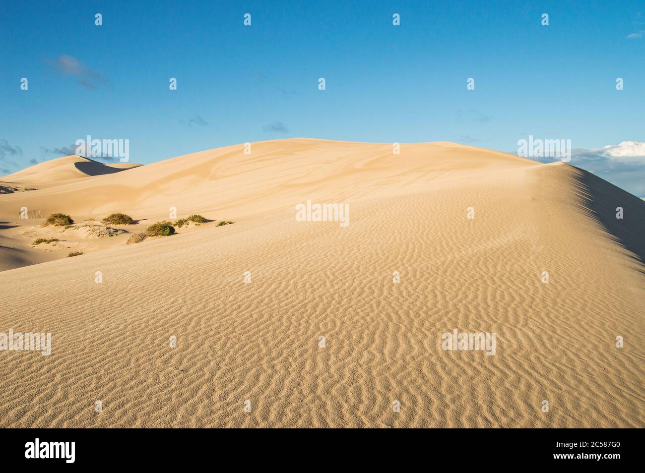 Parc national des plaines de Nullarbor dunes de sable sur la plage Banque D'Images