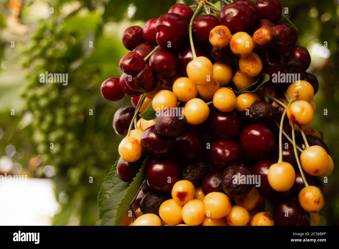 Cerises multicolores accrochées sur un bâton accroché aux raisins Banque D'Images