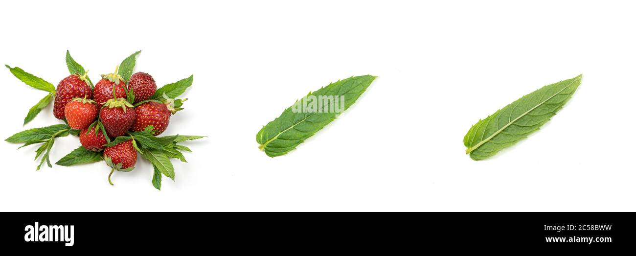 Fraises et menthe sur fond blanc. Banque D'Images