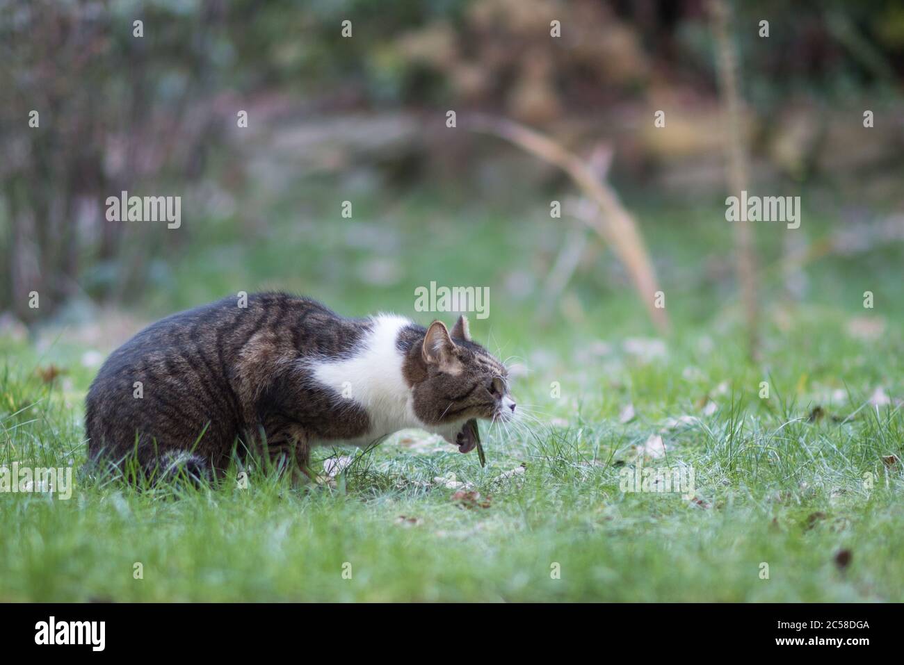 Cat Vomit Banque D Image Et Photos Alamy