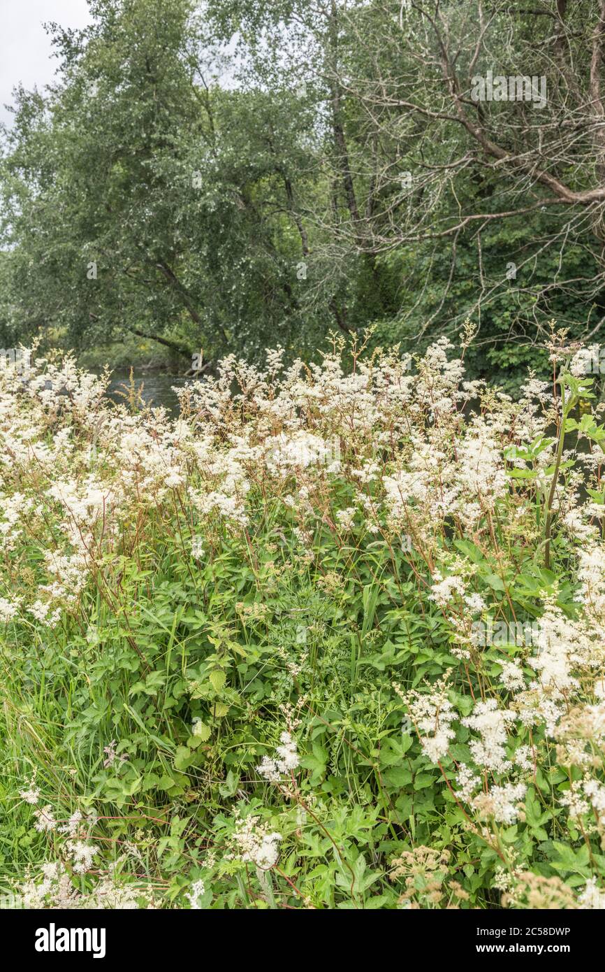 Masse de fleurs à gros coups de Meadowsweet / Filipendula ulmaria. Plante médicinale autrefois utilisée en phytothérapie et remèdes à base de plantes pour les propriétés analgésiques. Banque D'Images