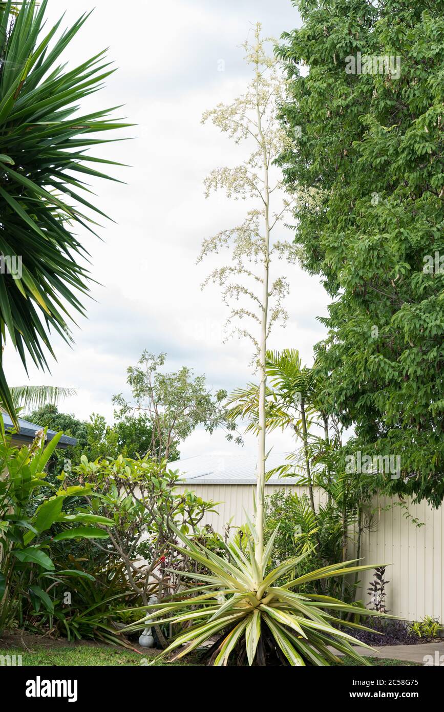 Chanvre mauricien varié, Furcraea foetida variegata, avec pointe de fleur et de nombreux petits plantules / petits chiots dans le jardin tropical résidentiel Banque D'Images