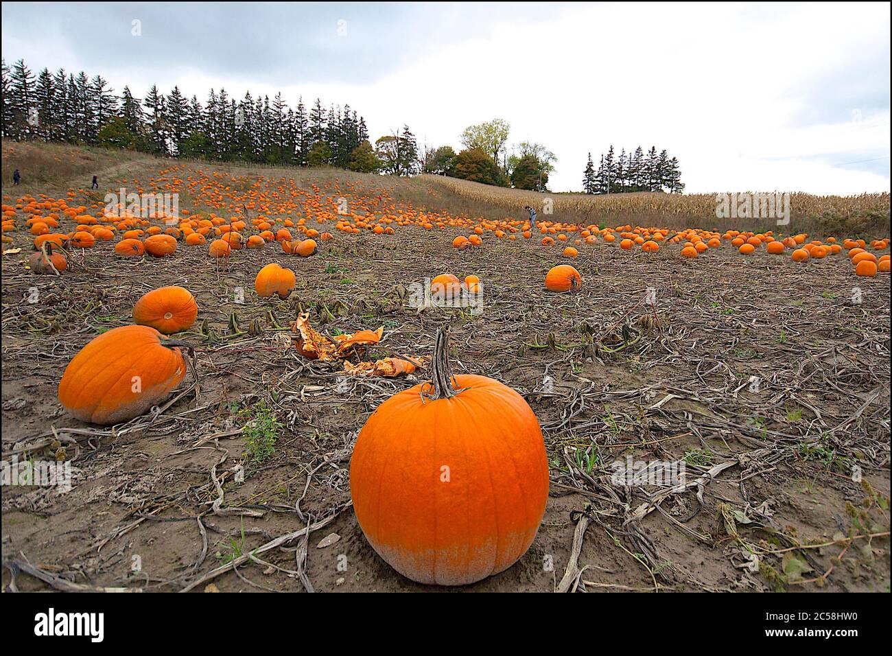Vue en gros plan des citrouilles dans le domaine agricole des régions rurales de l'Ontario. Mise au point au premier plan. Banque D'Images Vue en gros plan des citrouilles dans le domaine agricole des régions rurales de l'Ontario. Mise au point au premier plan. Banque D'Images