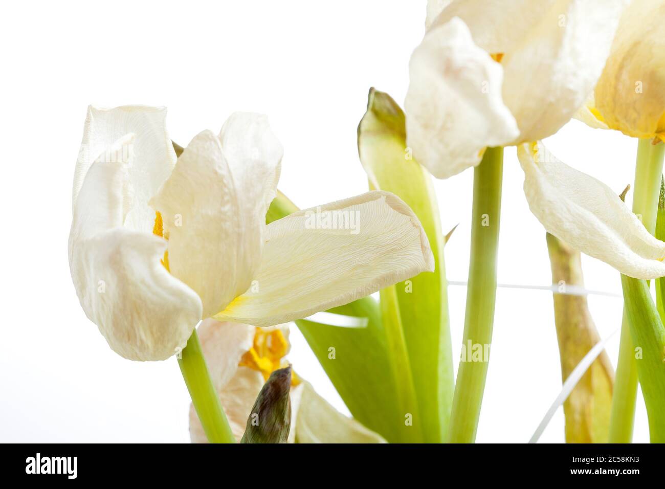 bourgeons d'une tulipe flétrissure, bouquet de fleurs en fondu gros plan sur fond blanc. Banque D'Images