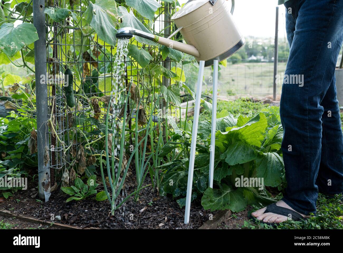Arrosoir concombres, bok choy et échalotes dans le potager à la maison avec engrais liquide / engrais dans la arrosoir Banque D'Images