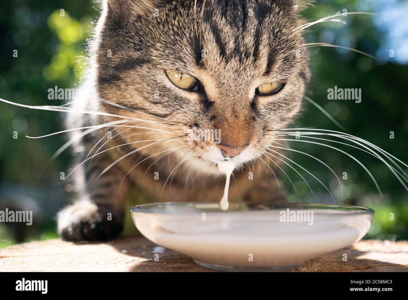 Gros Plan D Un Chat Tabby Qui Boit Du Lait A L Exterieur Photo Stock Alamy