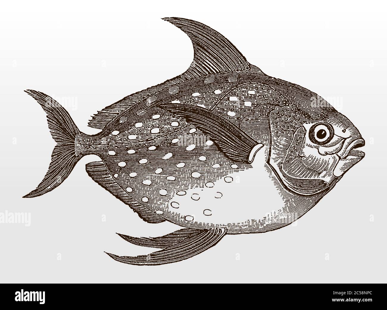 Opah, lampris guttatus, un poisson marin distribué dans le monde entier, en vue latérale après une illustration antique du XIXe siècle Illustration de Vecteur