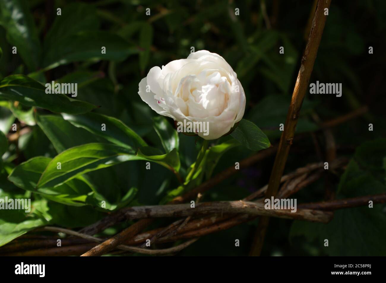 Bud. Pivoine blanc Banque D'Images