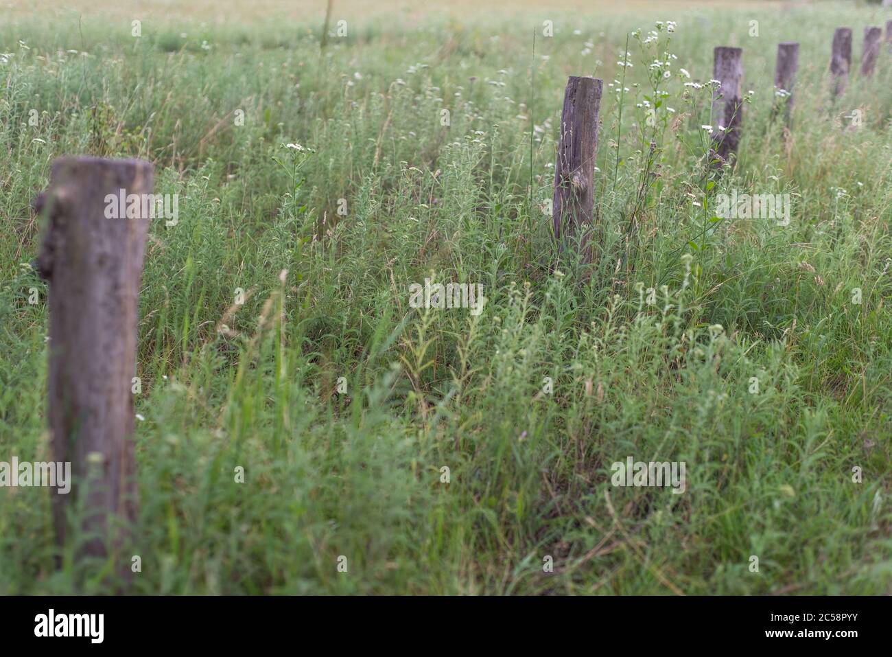 poteaux de clôture, alignés le long, poteaux de clôture en bois d'époque, dans l'herbe. Fond naturel Banque D'Images