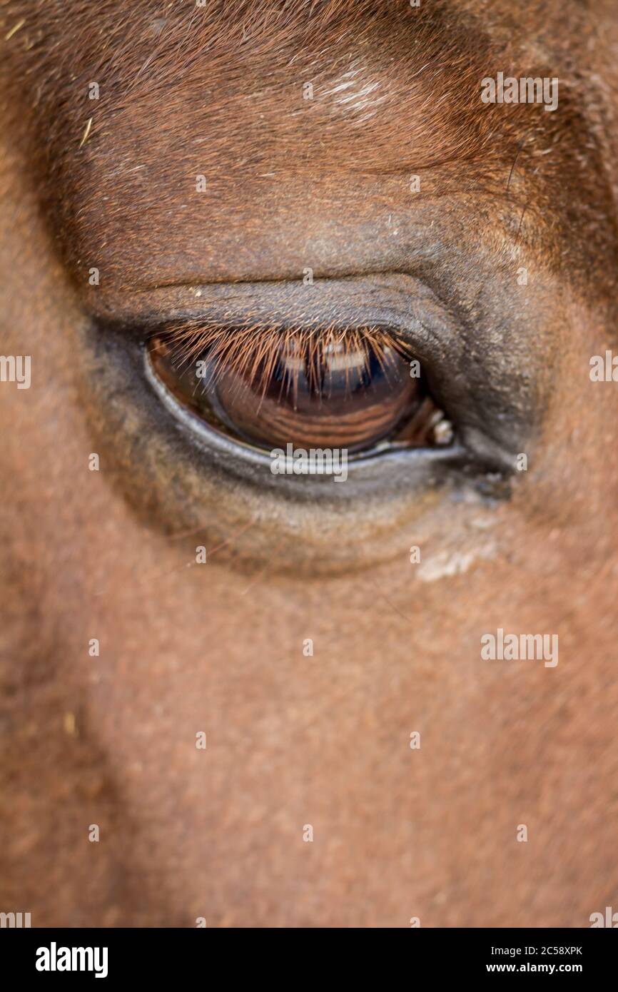 Gros plan de l'œil d'un cheval brun avec espace de copie Banque D'Images