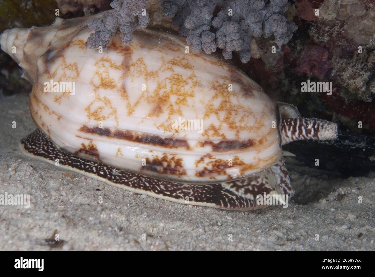 Zone géographique Cone Shell, Conus geographus, plongée de nuit, site de plongée Paradise II, Sipadan Water Village House Reef, Mabul Island, près de Sipadan Island, Sabah Banque D'Images
