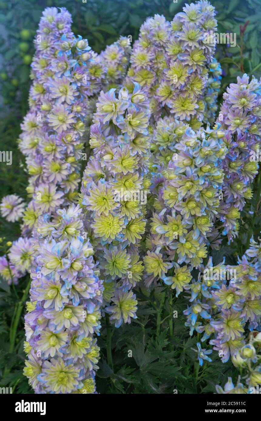 Delphinium Flower Morning Sunrise dans le jardin Banque D'Images