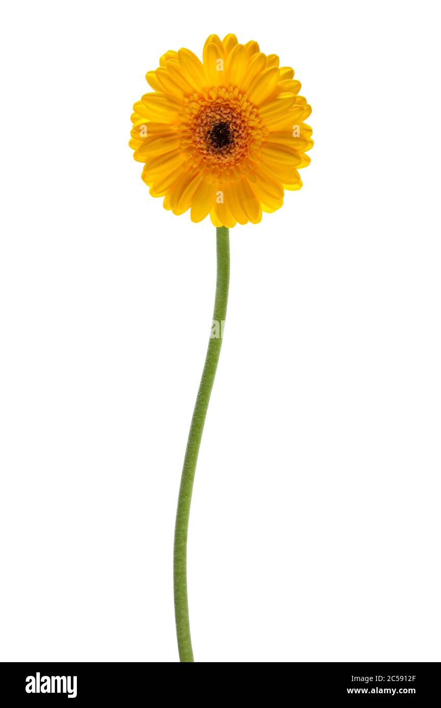 fleur de gerber jaune sur tige isolée sur fond blanc Banque D'Images