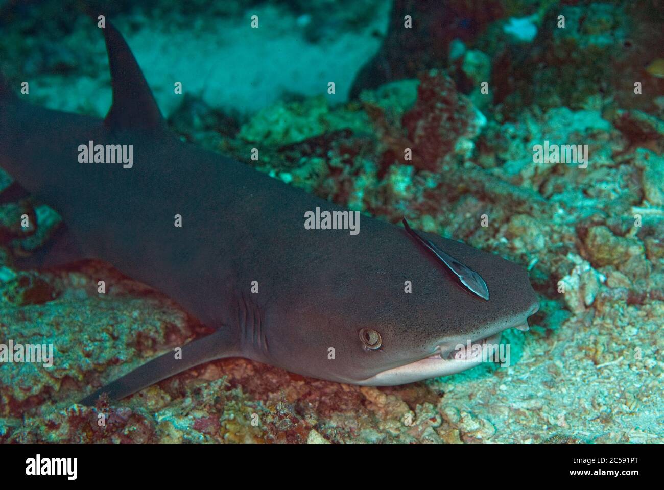 Requin récif de Whitetip, Triaenodon obesus, proche menacé, avec Sharksucker, Echeneis naucrates,Famille Echeneidae, site de plongée de Barracuda point, Sipadan Banque D'Images