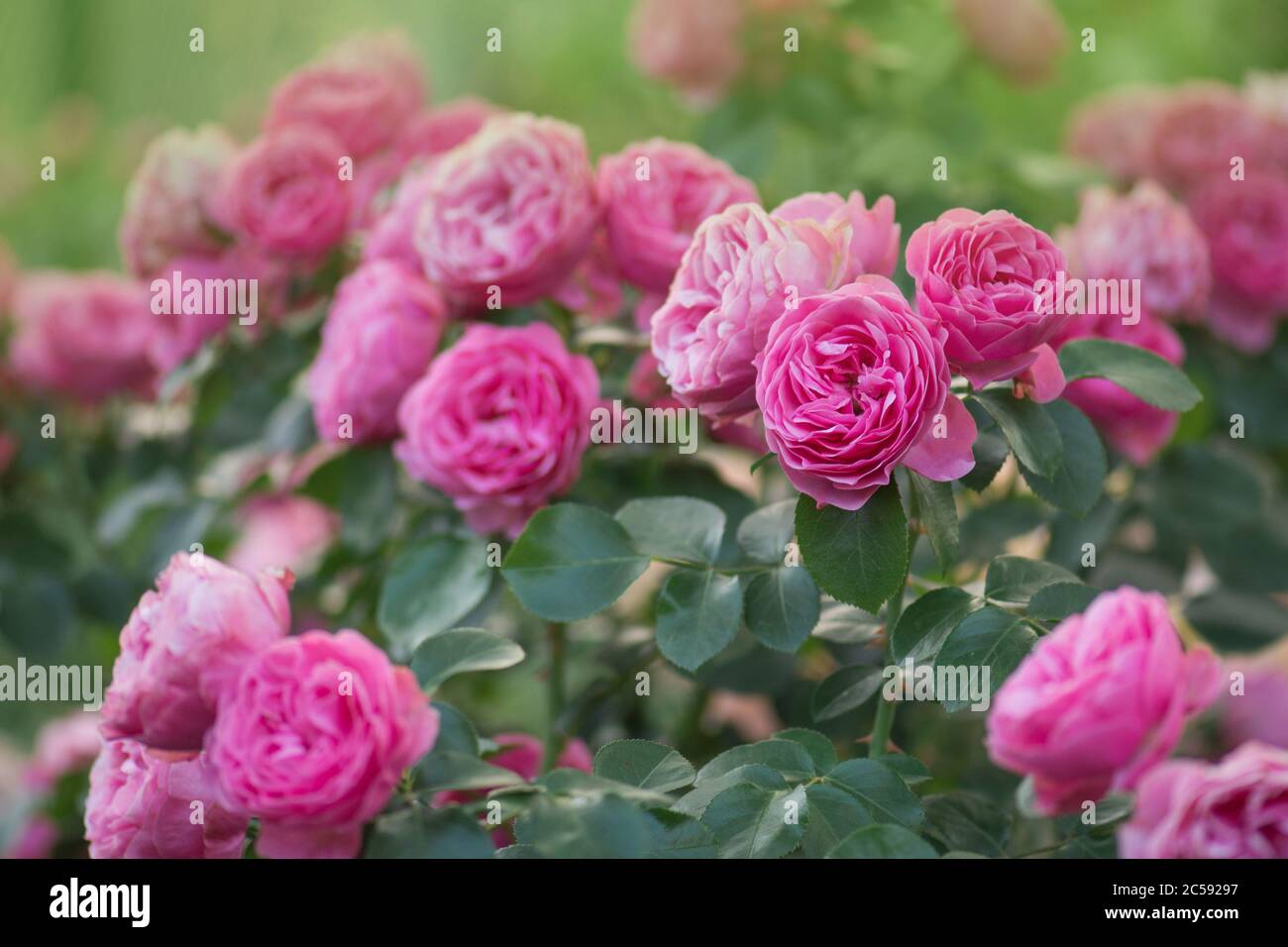 Fleur de rose corail dans le jardin de roses. Roses florissant corail rose. Fleur de rose corail Banque D'Images