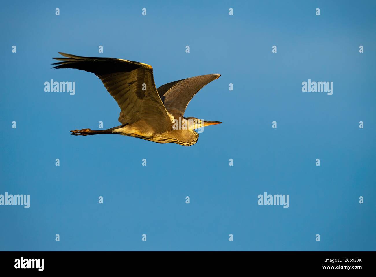 Héron gris majestueux volant dans le ciel bleu en été. Banque D'Images