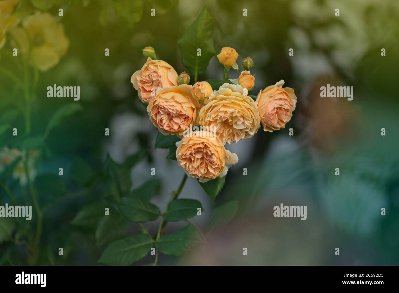 Fleur d'orange rosa Crown Princess Margareta dans le jardin Banque D'Images