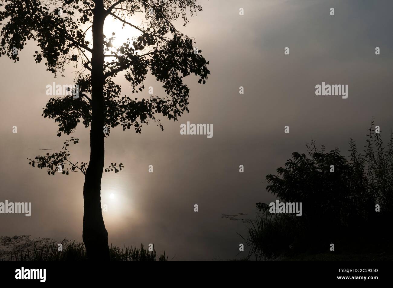 Arbre solitaire au bord de la rivière à l'aube de l'automne brouillard dense Banque D'Images