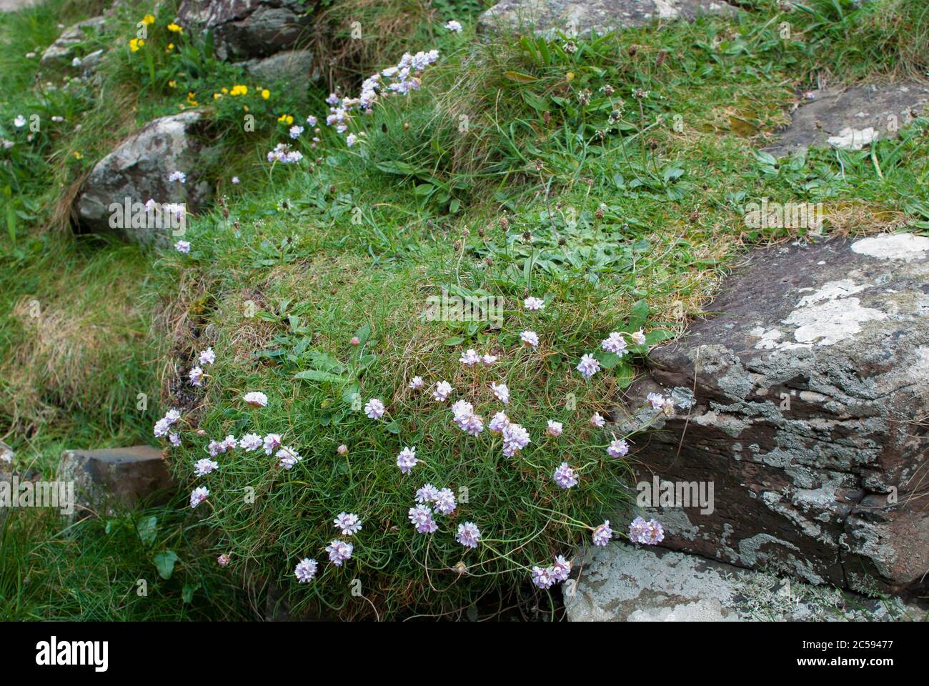 Giant's Causeway Land, site touristique Banque D'Images